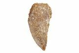 Serrated, Raptor Tooth - Real Dinosaur Tooth #245788-1